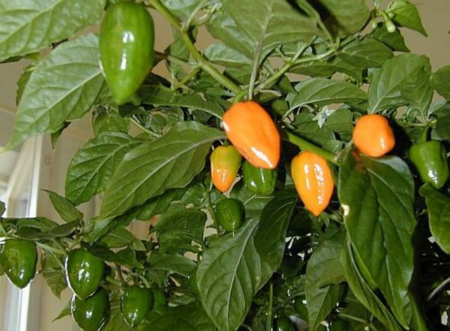 Yetiştiği yer: Barbados