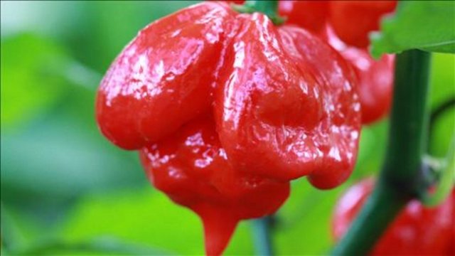 Acılık ölçeği: 330-1,532,310 SHU