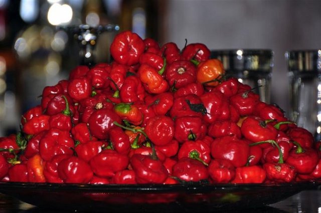Kırmızı Karayip Habanero