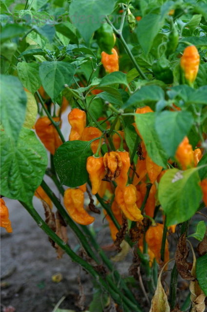 Acılık Ölçeği: 125-400 SHU