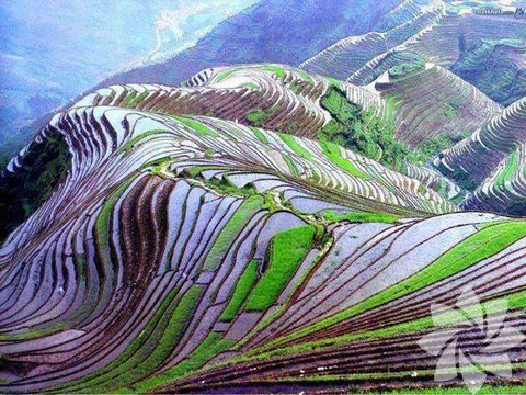 Pirinç Tarlası, Çin