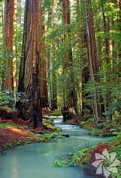 Redwood Stream, Mendocino County, Kaliforniya