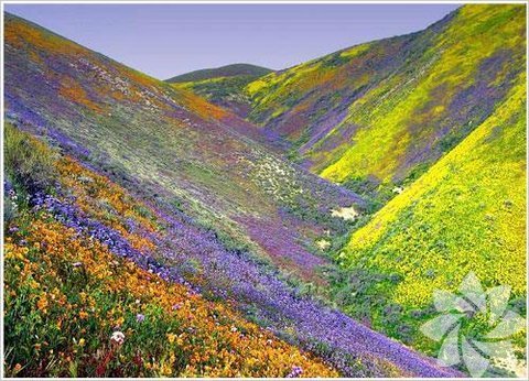 Çiçek Vadisi, Hindistan