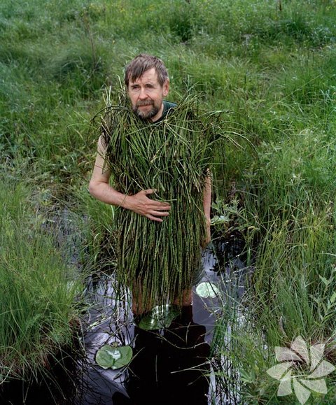 Ülkede Fince ve İsveççe resmi dildir. Ayrıca, Ural-Altay dil ailesine bağlı olan Laponca da konuşulmaktadır. 