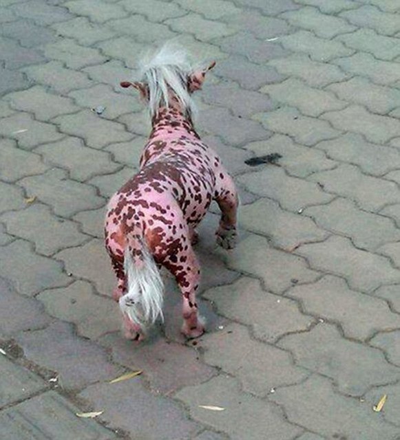 Sırtlana benzemesinin yanı sıra kafasındaki tüylerde saçı andırıyor.