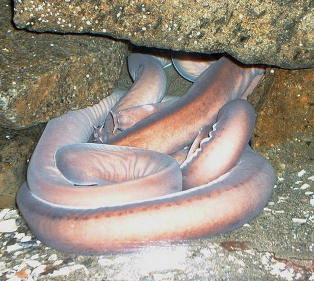 Yılanbalığına benzeyen ve başka balıkların vücuduna başını sokarak yaşayan ufak deniz balığı.