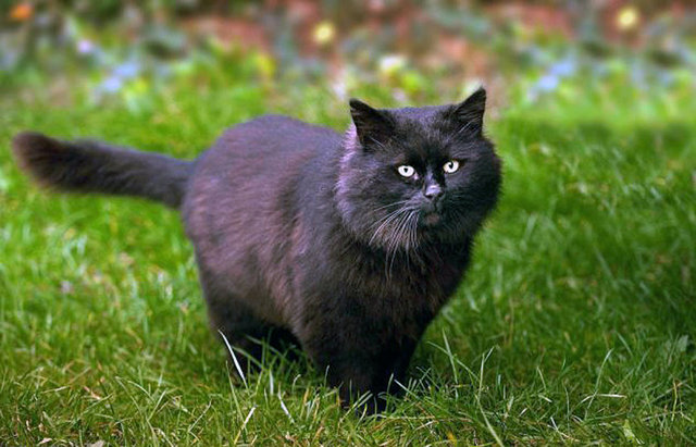 Shiny'nin sahipleri Mandie ve Adrian Knowles, Shiny'yi yavruyken aldıklarını, kendilerine karşı saldırgan olmadığını söyledi.