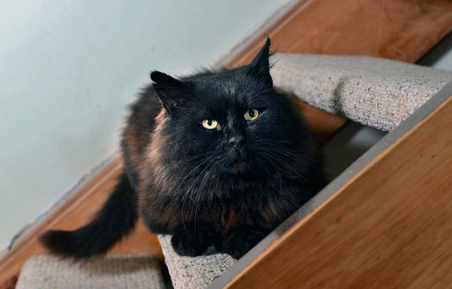 Köpeklerden balıklara, maymunlardan sürüngen familyasına; Shiny gibi çirkinliğiyle öne çıkan birçok hayvan türü var. İşte onlardan bazıları;