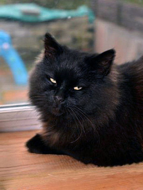 Ancak Shiny, şimdiden saldırgan, yaramaz ve hırçın tavrıyla "Şeytan kedi" lakabının hakkını vermiş durumda