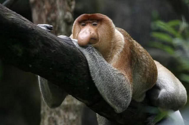 Koca burunlu maymun burnu ile dikkat çekiyor.