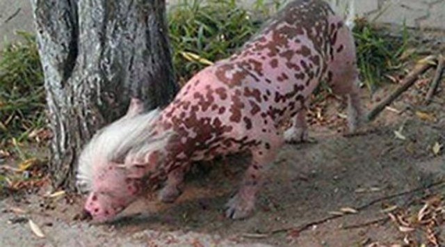 En çirkin köpeklerin en renklisi.