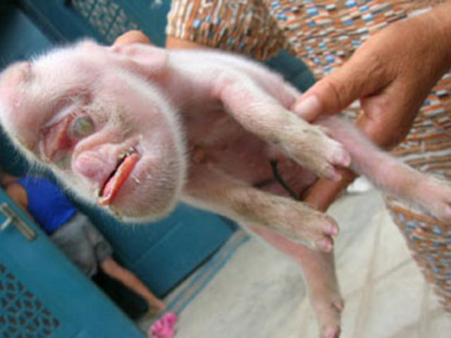 Maymun görünümlü domuz, kardeşlerinden farklı bir görünüşle doğdu.