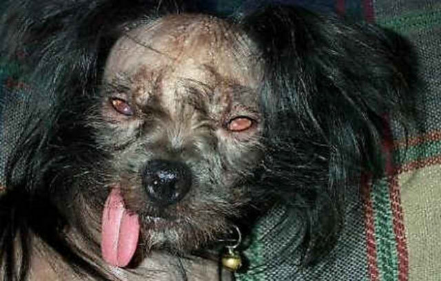 Bulunduğu ülkede ise çok seviliyor.