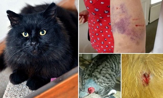 İngiltere'nin güneyinde, Cornwall kasabasında 4 yaşındaki Shiny adındaki kedi, kasabalıların kabusu oldu.