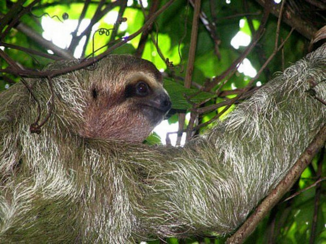 Amerika'ya mahsus yakalı tembel hayvan.'Yaprak Yiyen' olarak da bilinir.