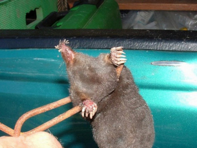 Diğer köstebek türlerinden ilk bakışta kolayca ayırt edilen belirgin bir farkı vardır. Burnunun ucunda simetrik ve halka şeklinde düzenlenmiş pembe renkli ve son derece hassas 22 duyargamsı uzantı yer alır. Yıldızı hatırlatan bu anatomik yapıdan dolayı yıldız burunlu köstebek adını almıştır.