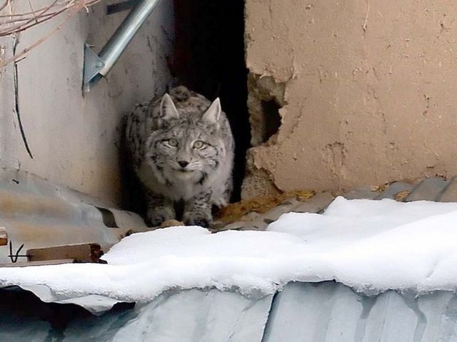 Hayvanın yanına kadar yaklaştığını ve fotoğraflarını çektiğini ifade eden Soylu, vaşağın sürekli mahalleye gelip gittiğini belirterek, "Mahallede kimsenin olmaması nedeniyle oralar sessiz. Hayvan sıkıntısız şekilde orada yaşıyor.