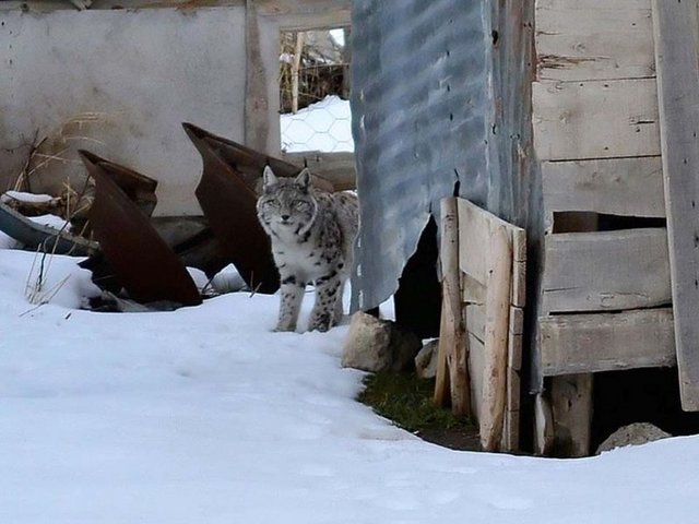 Hayvanın şimdiye kadar herhangi bir kişiye zarar verdiğini duymadık ama mahalledeki kedilere saldırdığı görülmüş" dedi.