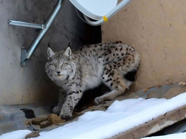 - Vaşağın evlerin çatısına da çıktığını dile getiren Soylu, ilçe merkezinde ilk defa vaşak gördüklerini, bu duruma çok sevindiklerini belirtti. AA