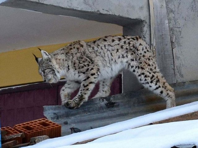 - İmranlı Avcılık ve Atıcılık Spor Derneği Başkanı Serdar Soylu, yaptığı açıklamada, vaşağı ilk kez 25 Ocak'ta öğle saatlerinde Yenimahalle'de bir evin çatısında gördüğünü söyledi.