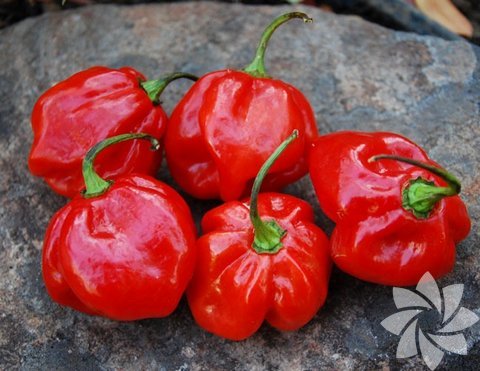 6- Congo Pepper,  -  - Yetiştiği yer: Trinidad, Hindistan'ın Assam Eyaleti, - Scoville acılık ölçeği: 400 SHU, - Bitki boyu: 61-76 cm, - 