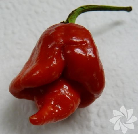 1- Trinidad Scorpion Butch T, -  - Yetiştiği yer: Trinidaa ve Tobago, - Scoville acılık ölçeği: 1.107 SHU, - Bitki boyu: 61.8 cm - 