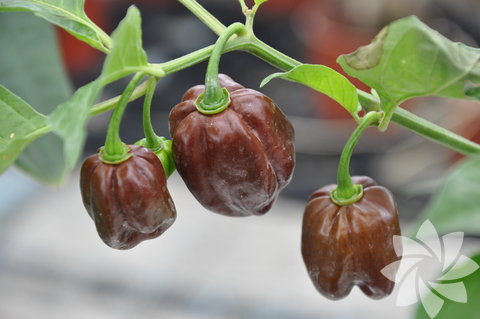 4- Çikolata Habanero, -  - Yetiştiği yer: Amazonlar, Meksika, - Scoville acılık ölçeği: 937 SHU, - Bitki boyu: 65 cm - 