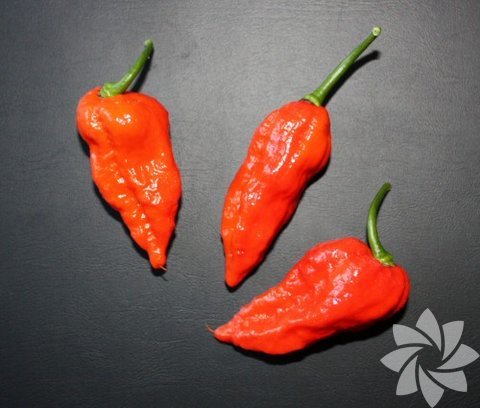 2- Naga Morich, -  - Yetiştiği yer: Hindistan'ın kuzeydoğusu ve Bangladeş, - Scoville acılık ölçeği: 937 SHU, - Bitki boyu: 65 cm - 