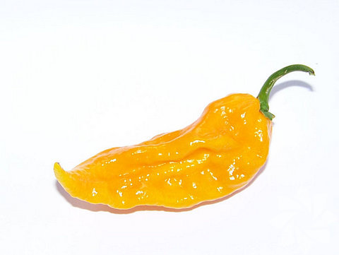 5- Fatalii, -  - Yetiştiği yer: Orta ve Güney Afrika,  - Scoville acılık ölçeği: 125-400 SHU, - Bitki boyu: 51-64 cm - 