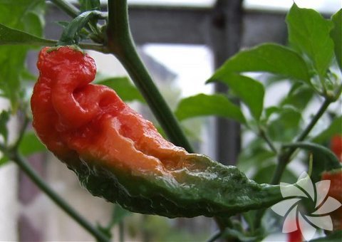 3- Bhut Jolokia, -  - Yetiştiği yer: Hindistan'ın Assam ve Nagaland eyaletleri,  - Scoville acılık ölçeği: 330-1.532.310 SHU, - Bitki boyu: 45-120 cm - 