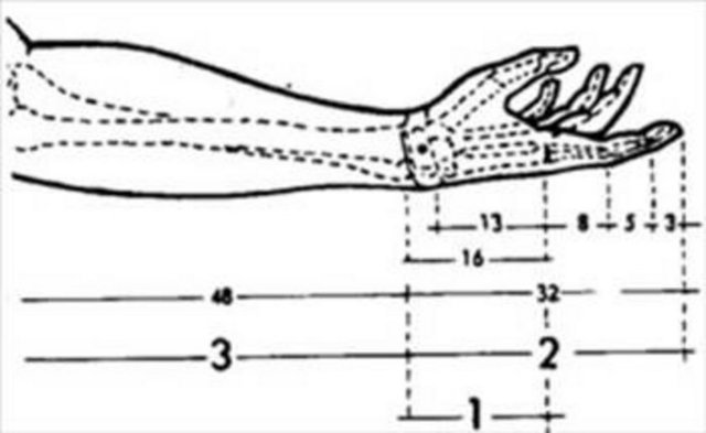 İnsan vücudunda altın orana verilebilecek ilk örnek; - göbek ile ayak arasındaki mesafe 1 birim olarak kabul edildiğinde, insan boyunun 1,618'e denk gelmesidir. Bunun dışında vücudumuzda yer alan diğer bazı altın oranlar şöyledir: - Parmak ucu-dirsek arası / El bileği-dirsek arası, - Omuz hizasından baş ucuna olan mesafe / Kafa boyu, - Göbek-baş ucu arası mesafe / Omuz hizasından baş ucuna olan mesafe, Göbek-diz arası / Diz-ayak ucu arası.