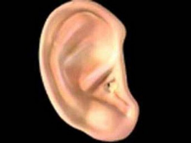 İşitme ve Denge Organında Altın Oran; - İnsanın iç kulağında yer alan Cochlea (Salyangoz) ses titreşimlerini aktarma işlevini görür. İçi sıvı dolu olan bu kemiksi yapı, içinde altın oran barındıran _=73 derece 43´ sabit açılı logaritmik sarmal formundadır. -