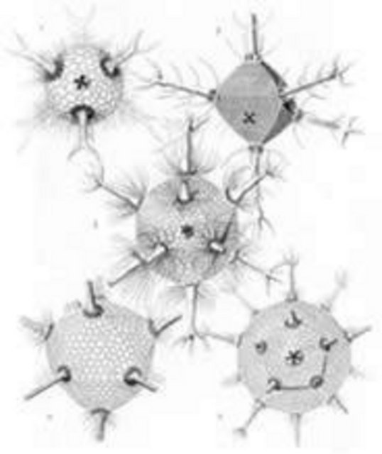 Kar Kristallerinde Altın Oran; - Kar kristallerinde de altın oranlarr mevcuttur.Üzerinde birçok matematiksel deneyler yapılan kar kristallerine çıplak gözle bile baktığımızda kısalı uzunlu kollarında altın oranı görebilmekteyiz. -  -