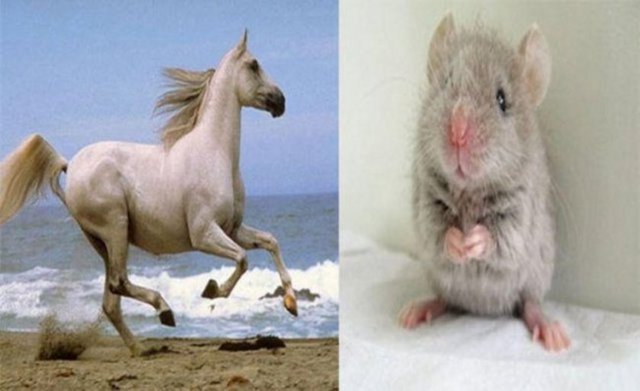 İLGİNÇ BİLGİLER Fareler ve atlar kusamazlar.