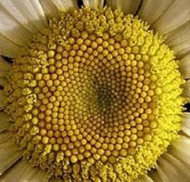 Papatya Çiçeği; - Papatya Çiçeğinde de ayçiçeğinde olduğu gibi bir altın oran mevcuttur.