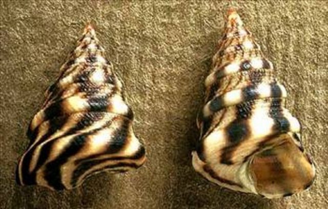 Deniz kabuklarındaki tasarım; - Deniz kabuklarındaki eşsiz tasarımı inceleyen bilim adamları Bir deniz kabuğunun büyüme sürecinde, aynı ve değişmez orantılara bağlı olarak genişlemesi ve uzamasından yola çıkarak deniz kabuğundaki orantıların altın oranı verdiği görülmektedir. -