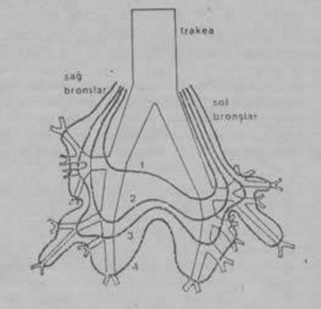 Akciğerlerdeki Altın Oran; - Akciğeri oluşturan bronş ağacı, asimetrik bir yapıdadır. Örneğin soluk borusu biri uzun birisi de kısa olmak üzere iki bronşa ayrılmaktadır. Ve buradaki bölünmeler asimetrik bir yapıdadır. Bu bölünmelerin hepsinde kısa bronşun uzun bronşa olan oranı bize Altın oranı vermektedir. (1,68) -