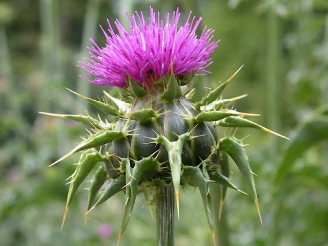 Deve Dikeni hapları...