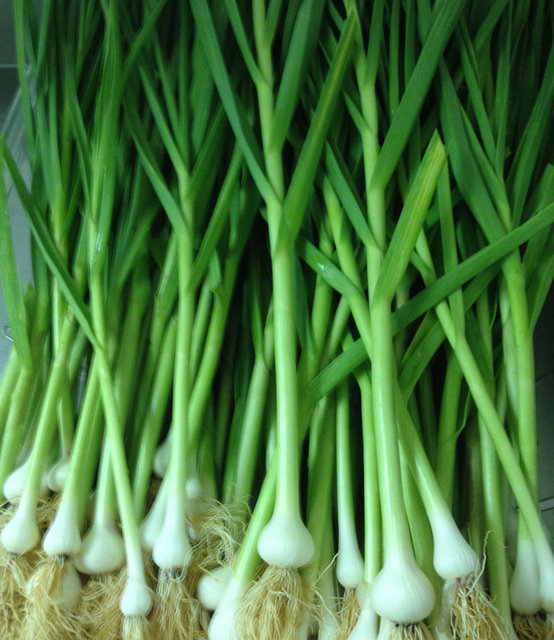 Kokusundan rahatsız olmazsanız, taze sarımsağı da üzerine limonsı sıkarak tüketebilirsiniz.