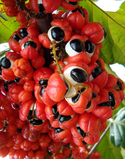 Guarana: -Guarana, uyarıcı etkisiyle zihinsel ve fiziksel açıdan dayanıklılık sağladığı gibi güç verir.