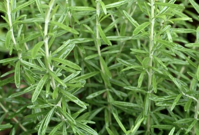 Biberiye: Sindirime faydalı bir besin olan Biberiye, mide ve bağırsakları uyararak hazmı kolaylaştırır. İdrarı ve bağırsak gazlarını söktürücüdür.