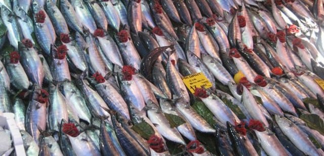 Palamut: 15 TL (tane)