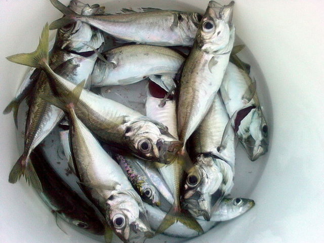 İstavrit: 10-15 TL (kilo)