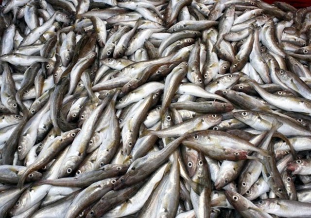 Karadeniz mezgit: 15 TL (kilo)