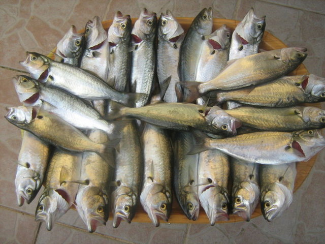 Sarıkanat: 40 TL (kilo)