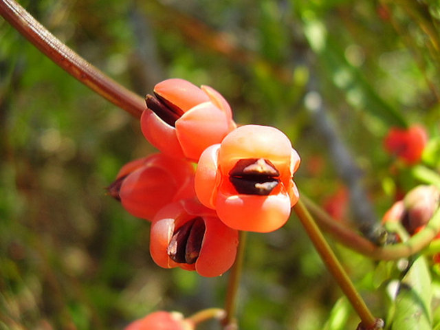 Efedra felç yapabilir
