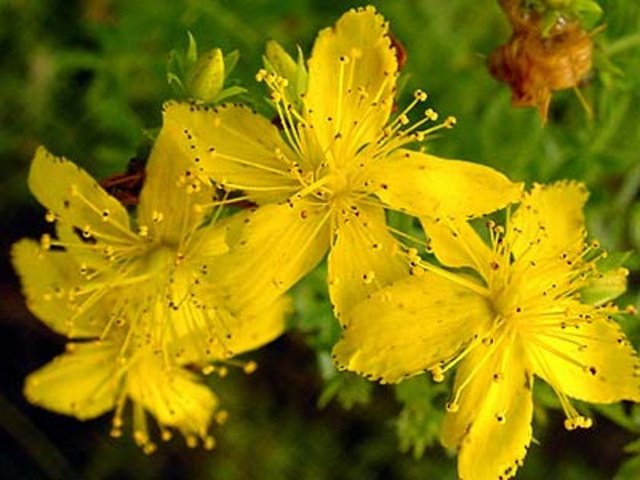 İlaçların yıkımını artırır.