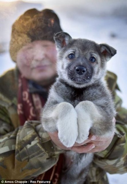 Oymyakon'da hava sıcaklığı bazen o kadar düşüyor ki dolma kalemlerin mürekkebi donuyor, insanların gözündeki gözlükler buz tutuyor ve piller güç kaybediyor.