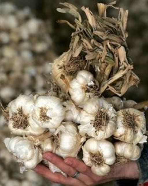 Sarımsak; vücudun değişik bölgelerinde oluşan en az 6 kanser türünde (göğüs, kolon, özofagus (yemek borusu), prostat, cilt ve mide) kimyasal kaynaklı tümörlerin oluşmasını, ilerlemesini ve gelişmesini hayvanlarda engellemiştir.