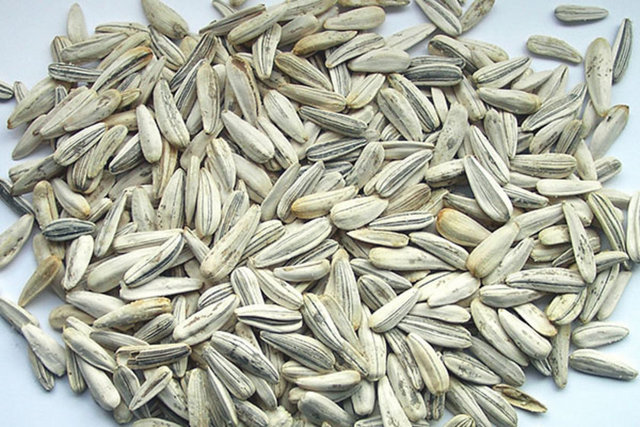 Solunum sistemi rahatsızlıklarında iyileştirici etkilere sahiptir.